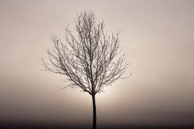 The analysis done for Friends of the Earth shows the amount of tree cover varies hugely across England. Photo: Getty Images