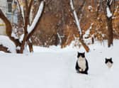 RSPCA has issued advice to pet owners on how to keep animals safe in the cold weather.
