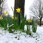 Daffodils poking through the snow at Mesnes Park, Wigan. Credit: Michelle Adamson