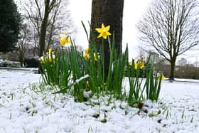 Daffodils poking through the snow at Mesnes Park, Wigan. Credit: Michelle Adamson