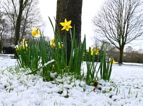 Daffodils poking through the snow at Mesnes Park, Wigan. Credit: Michelle Adamson