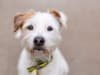Dogs Trust Manchester: 13 lovely dogs looking for a home including Norfolk terrier and whippet