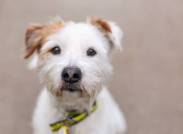 Oscar is a two-year-old, male crossbreed. Credit: Dogs Trust
