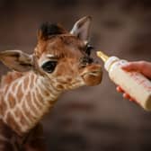 Chester Zoo is handing out free tickets this week - here’s how to get free entry into the attraction 