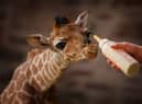 Chester Zoo is handing out free tickets this week - here’s how to get free entry into the attraction 