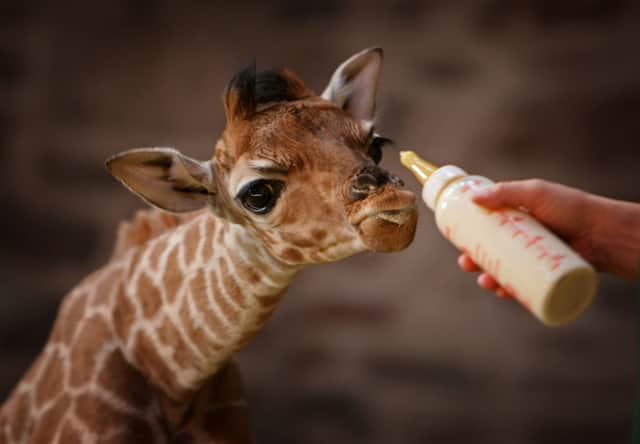 Chester Zoo is handing out free tickets this week - here’s how to get free entry into the attraction 