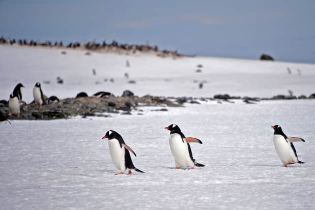 Part of the job is to count the nearby Gentoo penguin colony.