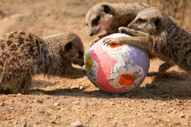 Meerkats with an Easter egg at Knowsley Safari
