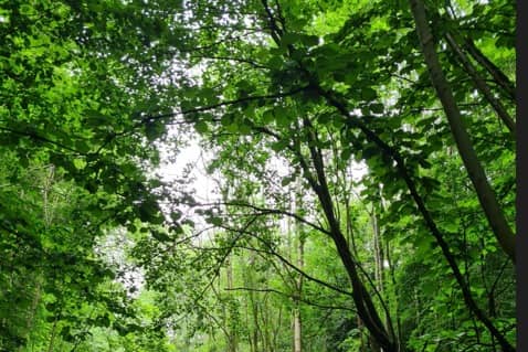  Broadhurst Clough in Moston is the 10th site to be named a local nature reserve.  Credit MCC