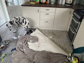 Lupin caused thousands of pounds worth of damage when left alone in his  Wigan home. Credit: Kelly Lee 