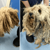 A dog has received the ultimate transformation after the RSPCA stepped in to help