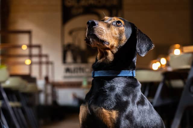 The Kimpton Clocktower Hotel is keen to be thought of as a dog-friendly destination