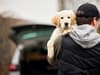Number of dog thefts in Greater Manchester revealed plus the most stolen breeds