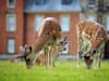 Dunham Massey: we visited the beautiful National Trust attraction where you can spot fallow deer