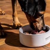 A dog tucks into the roast bowl for canine companions at The Refuge at Kimpton Clocktower Hotel