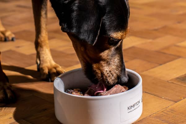A dog tucks into the roast bowl for canine companions at The Refuge at Kimpton Clocktower Hotel