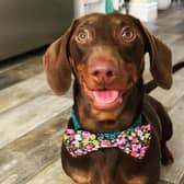 Miniature dachshund Bertie. Photo: Vets Now