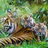 Chester Zoo’s newest residents out for a play (Photo: Chester Zoo) 