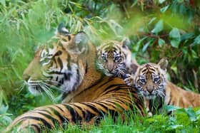 Chester Zoo’s newest residents out for a play (Photo: Chester Zoo) 