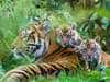 Rare Sumatran tiger cubs emerge from den at Chester Zoo for first time