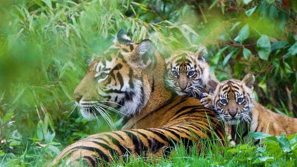 Chester Zoo’s newest residents out for a play (Photo: Chester Zoo) 