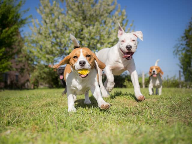 Are you bringing a furry friend home soon? 