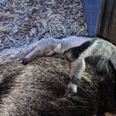 The baby found safety on its mother’s back moments after birth.