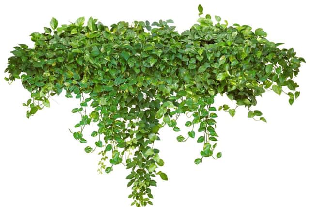Hanging plants can create much needed shade (photo: Adobe)