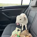 Lamb found in car next to £10,000 of heroin & cocaine and a bag of chips 