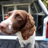 A springer spaniel. Photo: Getty Images