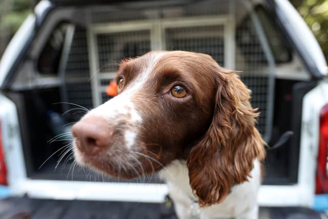 A springer spaniel. Photo: Getty Images