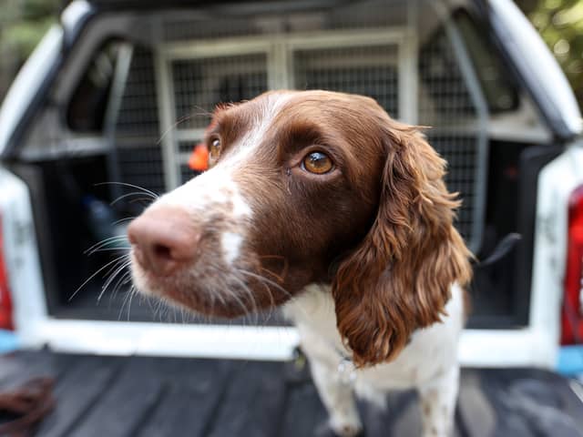 A springer spaniel. Photo: Getty Images