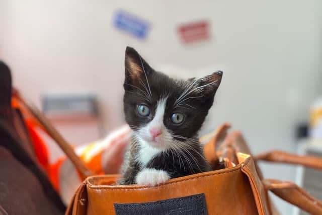 Pancake, a tiny kitten being cared for by Changing Lives at Carrington who needs urgent surgery