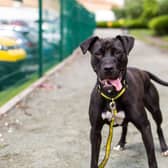 Energetic Cleo, a two-year-old female retriever labrador cross, is one of the underdogs searching for a home in Manchester. She loves spending time with people and can be lively and bouncy, but needs a home without young children or other pets. Photo: Dogs Trust