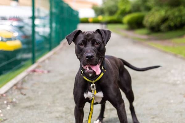 Energetic Cleo, a two-year-old female retriever labrador cross, is one of the underdogs searching for a home in Manchester. She loves spending time with people and can be lively and bouncy, but needs a home without young children or other pets. Photo: Dogs Trust