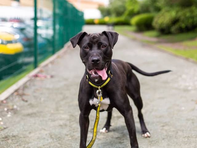 Energetic Cleo, a two-year-old female retriever labrador cross, is one of the underdogs searching for a home in Manchester. She loves spending time with people and can be lively and bouncy, but needs a home without young children or other pets. Photo: Dogs Trust