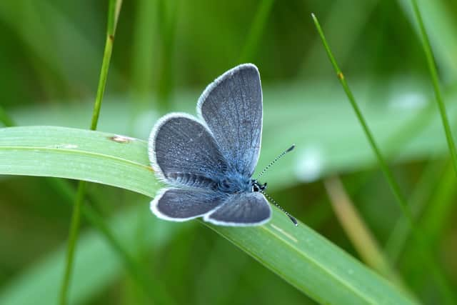 With the Belties’ help, delicate plants and herbs such as marjoram, thyme, vetches and rare orchids are thriving along with a wide range of wildlife such as greater horseshoe bats and Duke of Burgundy butterflies.