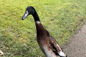 Long Boi has been pronounced dead after having been missing from University of York campus since mid-March.