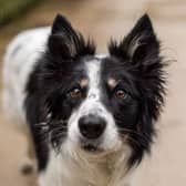 Ollie is a 10-year-old border collie who is looking for a house with no other pets or young children. Like most collies, he adores playing fetch with a tennis ball. Photo: Dogs Trust