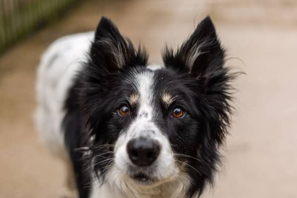 Ollie is a 10-year-old border collie who is looking for a house with no other pets or young children. Like most collies, he adores playing fetch with a tennis ball. Photo: Dogs Trust
