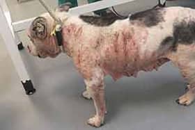 Missy was neglected by her owners to the point she suffered fur loss and bleeding skin