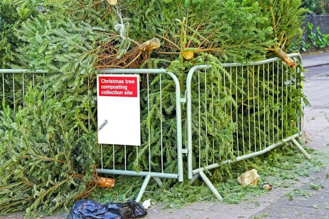 Try recycling your Christmas Tree (photo: Shutterstock)