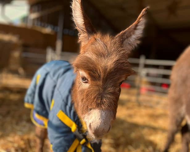 Staff at a farm have been left “devastated” after a baby donkey was stolen from her “distressed” mum in broad daylight. 