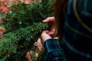 Christmas branches will make a perfect base for your wreath (photo: Unsplash)