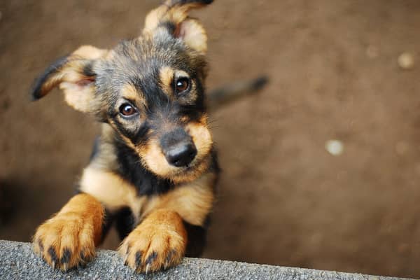 The Government has sought to educate the public about how to avoid being scammed when buying a pet (image: Shutterstock)
