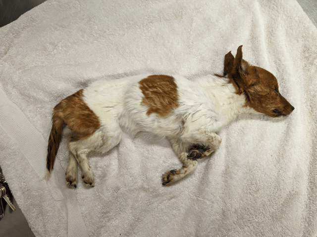 RSPCA has launched an appeal to find the owner of a dog that was found in an emaciated condition on wasteland and later died.
