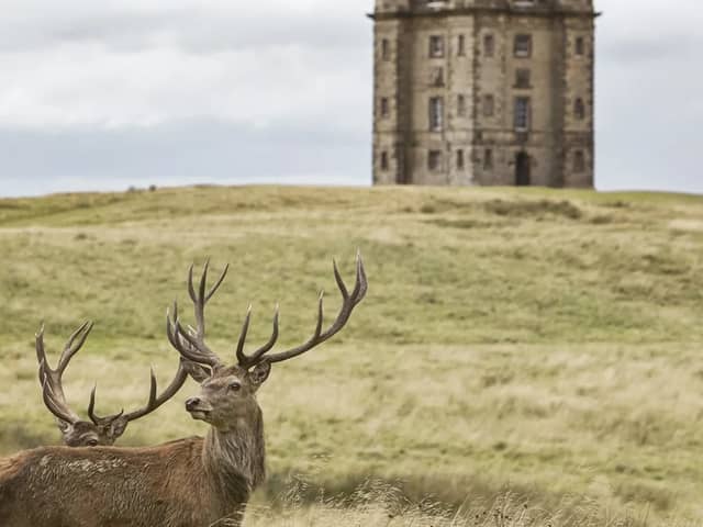 The Cage at Lyme, Stockport - National Trust Images/Arnhel de Serra