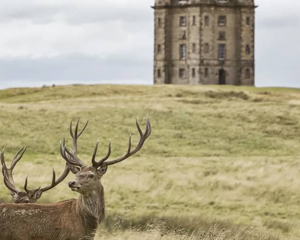 The Cage at Lyme, Stockport - National Trust Images/Arnhel de Serra