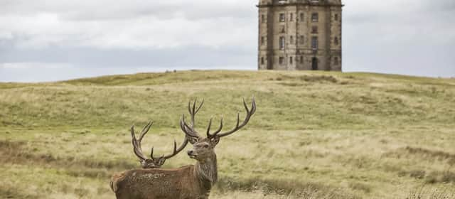 The Cage at Lyme, Stockport - National Trust Images/Arnhel de Serra