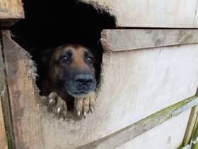 A dog locked in a shed